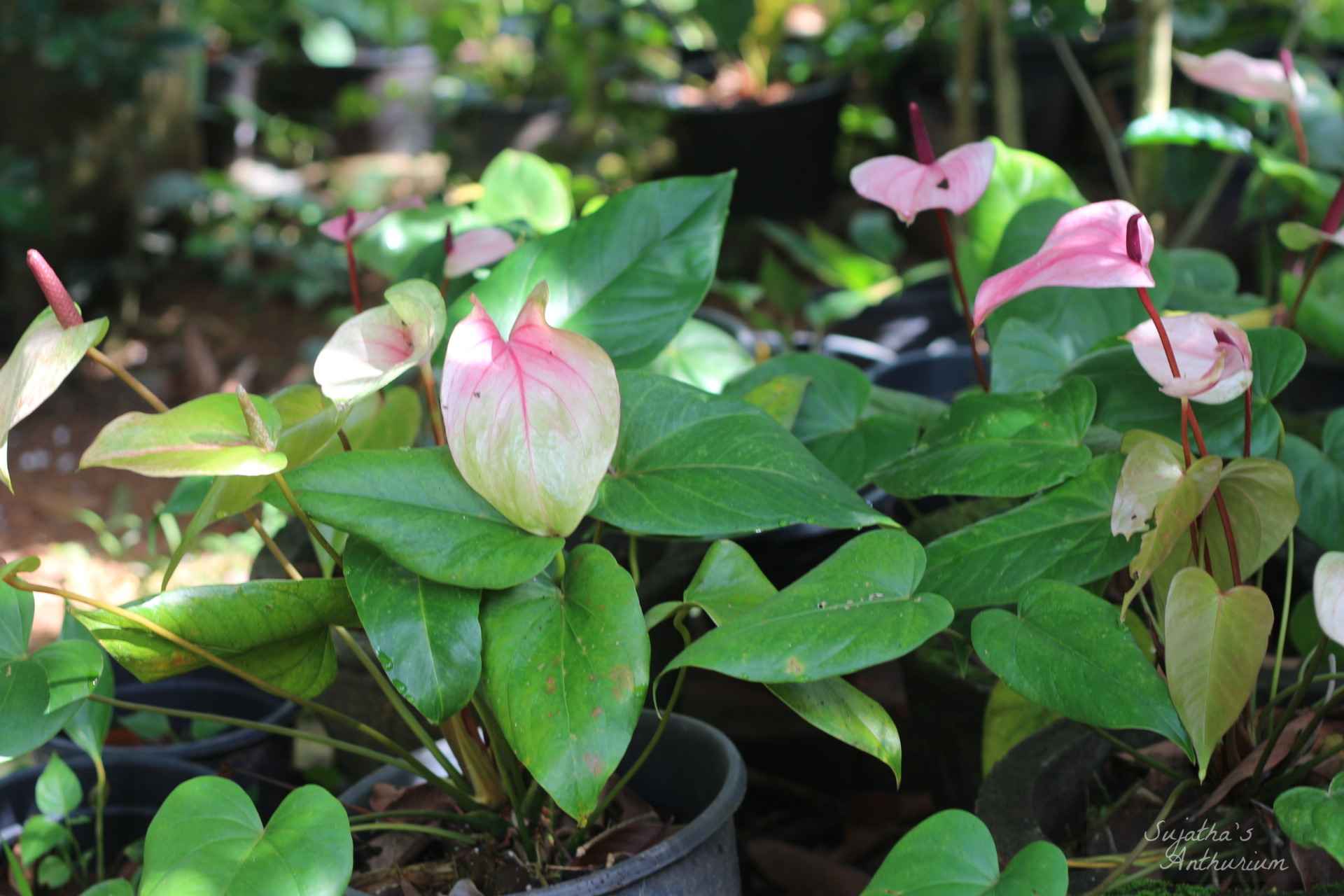 Anthurium variant Alexia Purple. Flower has a pink, white spathe and a purple spadix. main image