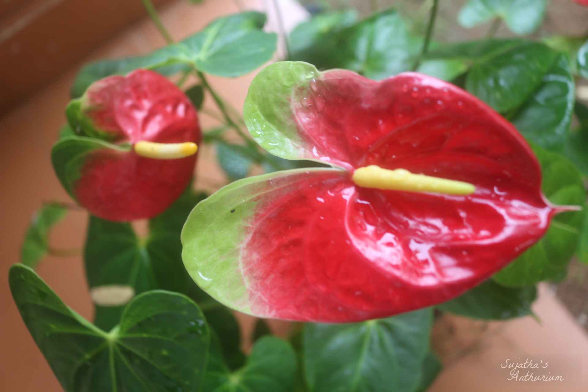 undefined main image