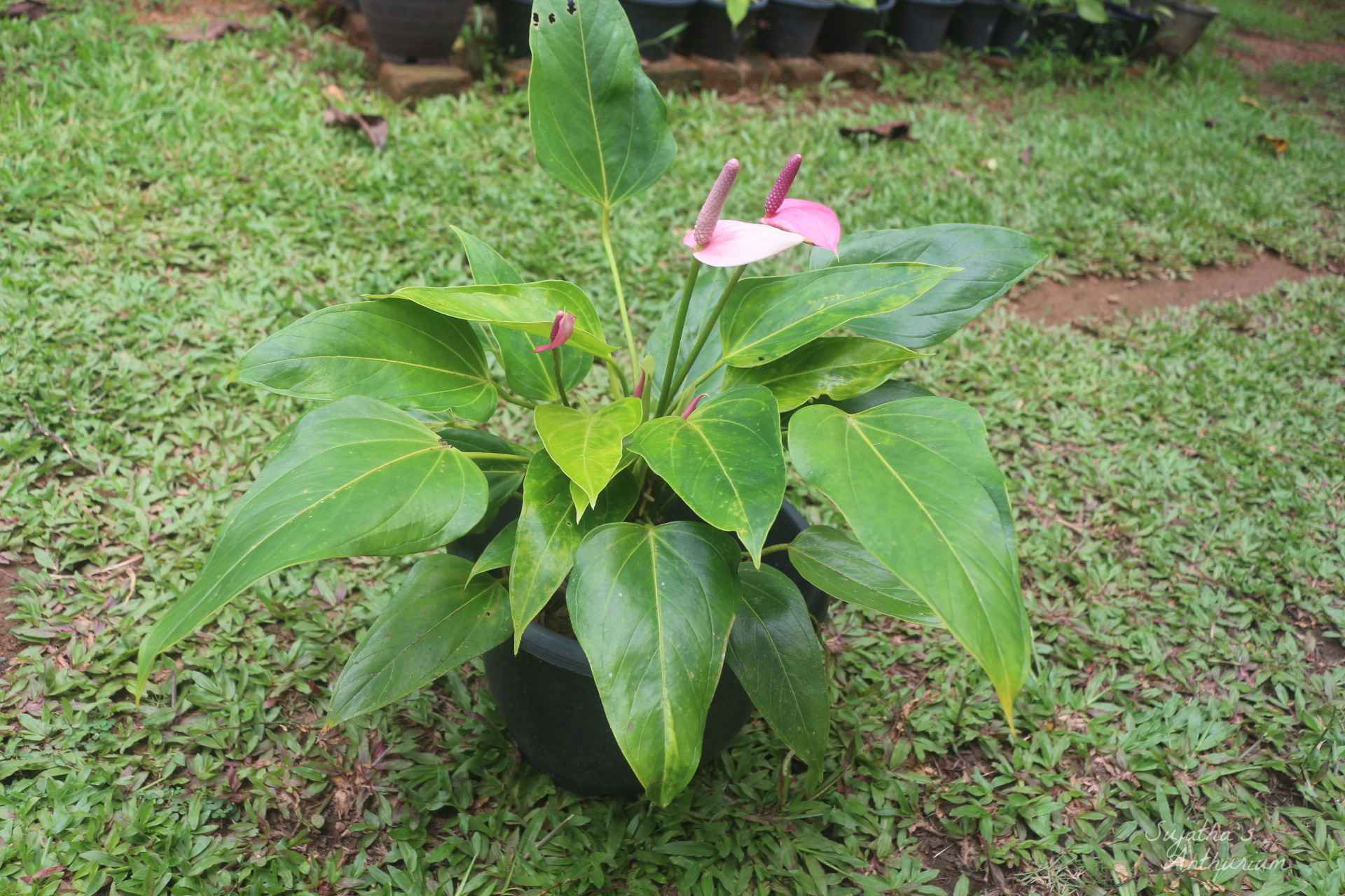 Anthurium variant Baby Purple. Flower has a purple spathe and a dark purple spadix. main image