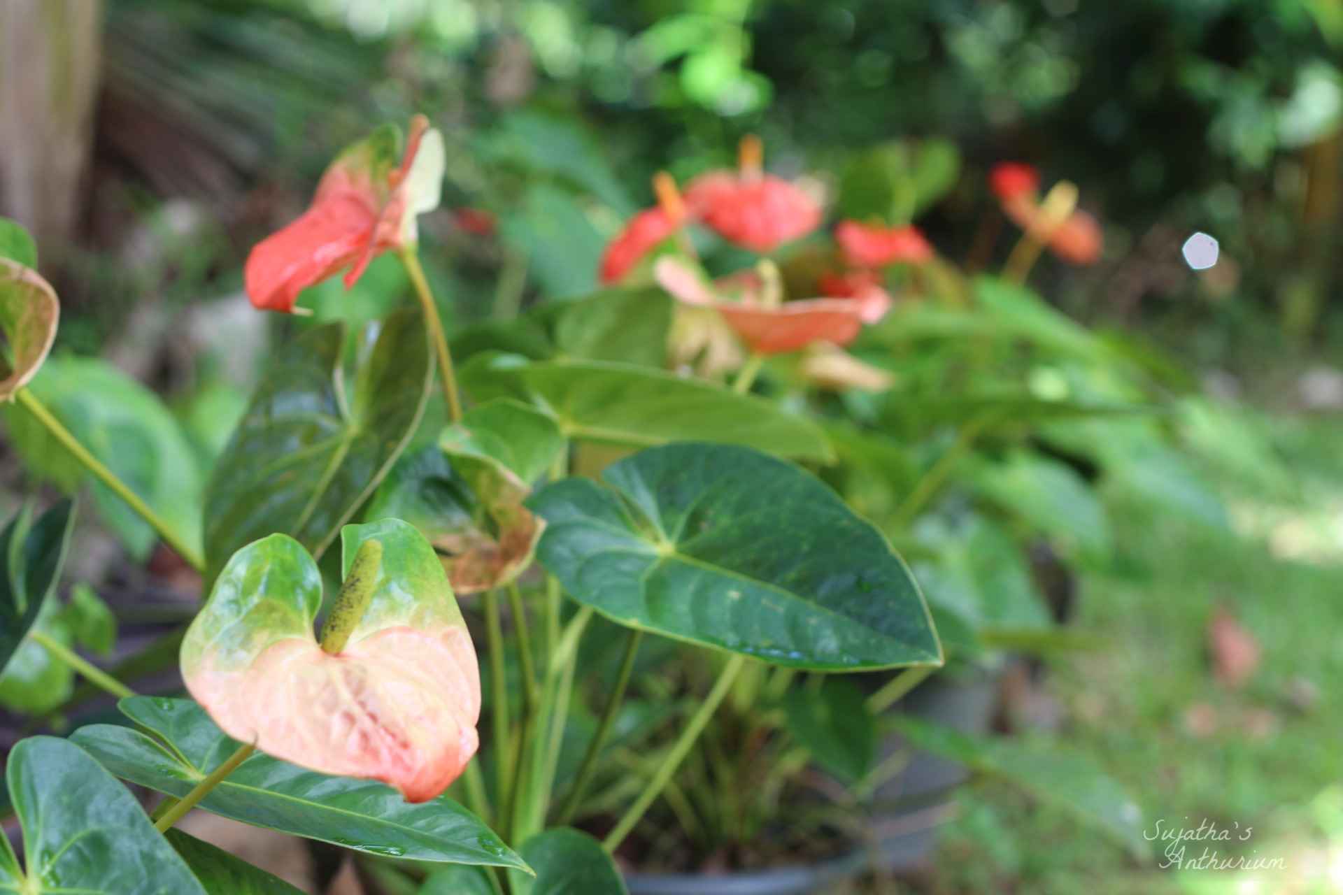 Anthurium variant Butterfly Orange. Flower has a orange, green spathe and a yellow spadix. main image