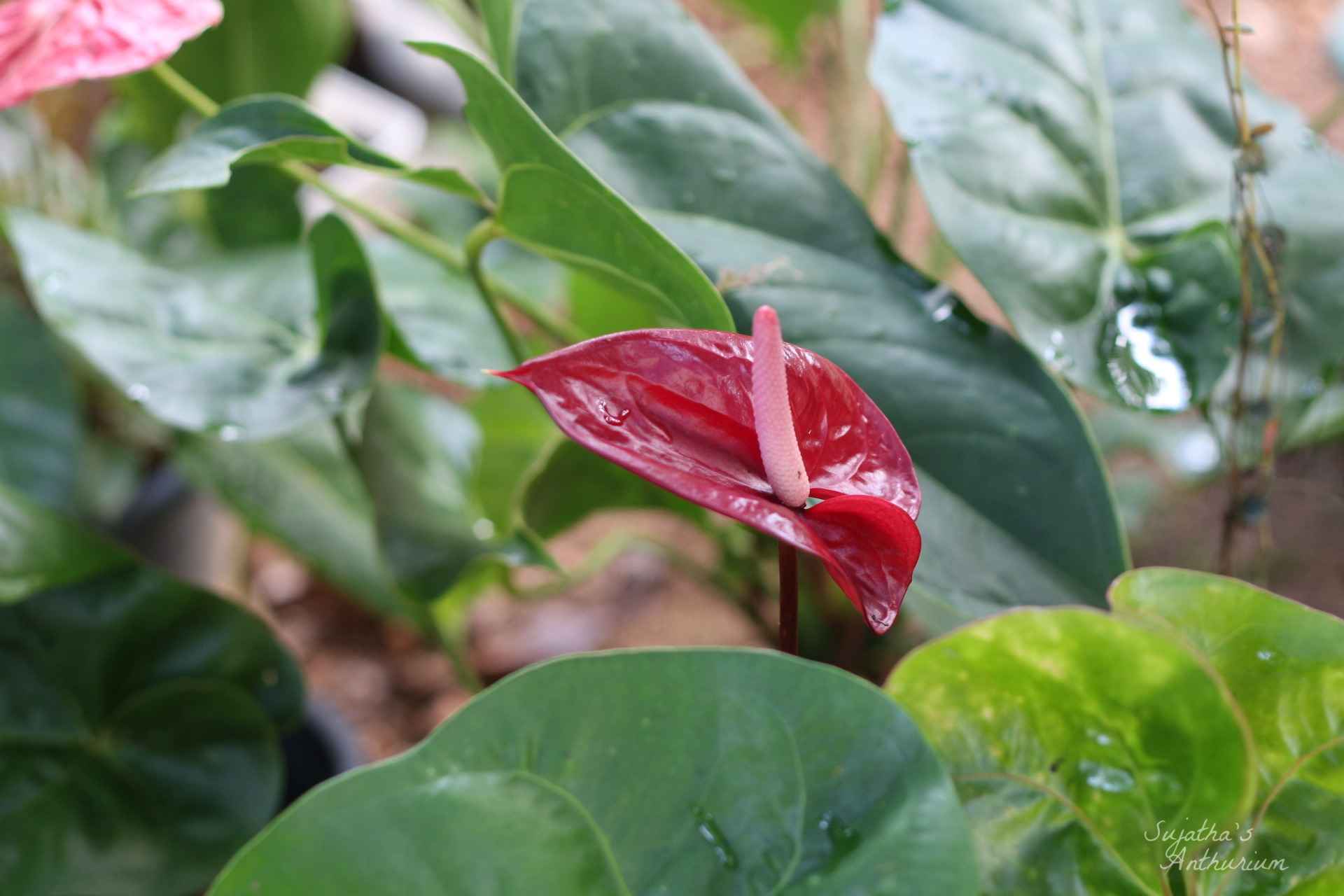 Anthurium variant Coca Cola. Flower has a red spathe and a maroon spadix. main image