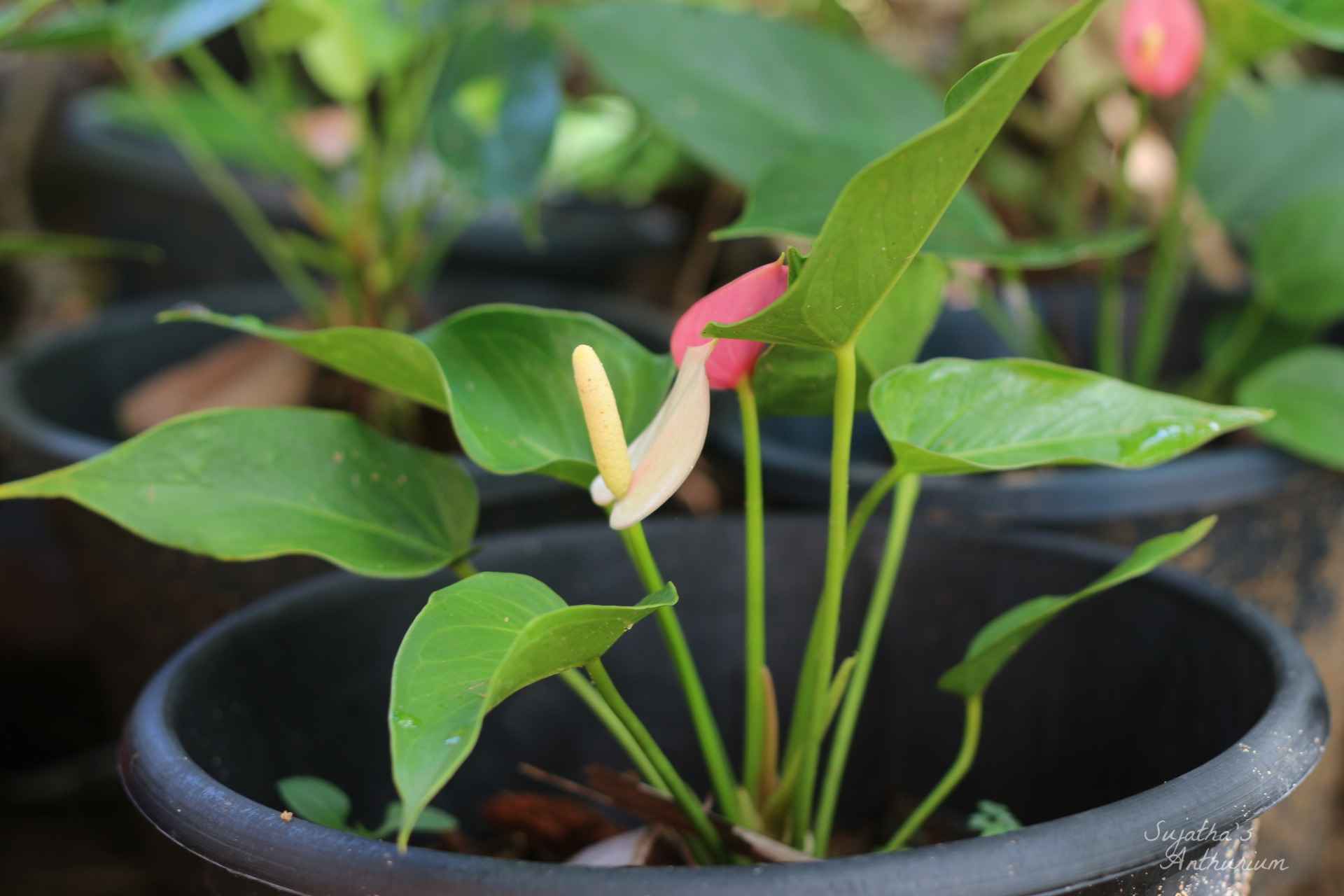 Anthurium variant Jolly. Flower has a pink curly spathe and a mild pink spadix. main image