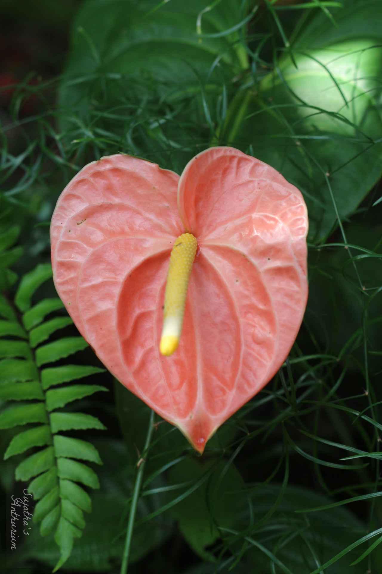 Anthurium variant Misuri Orange. Flower has a orange color spathe and a yellow spadix. main image