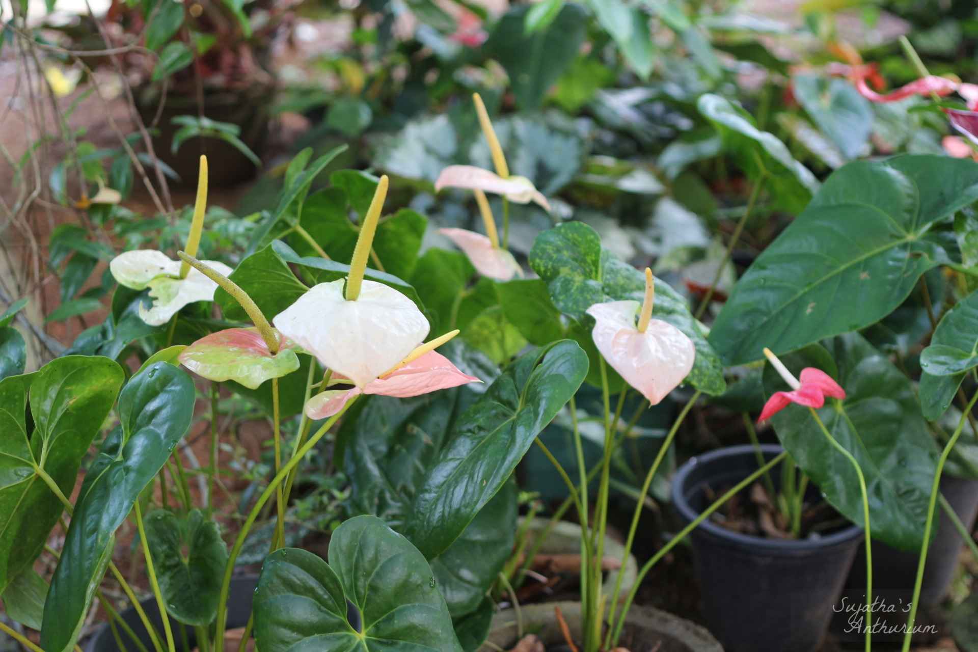Anthurium variant Pink Correl. Flower has a pink, green spathe and a yellow spadix. main image