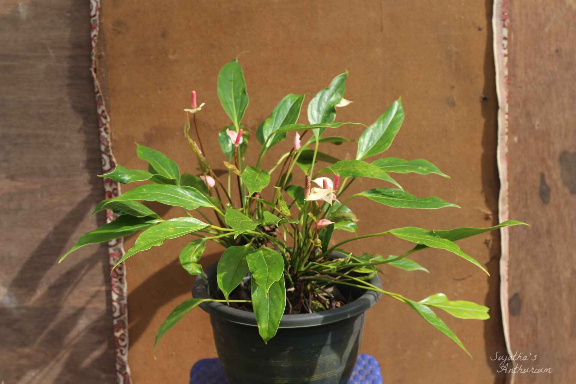 Anthurium variant Pink Me. Flower has a pale purple spathe and a maroon spadix. main image