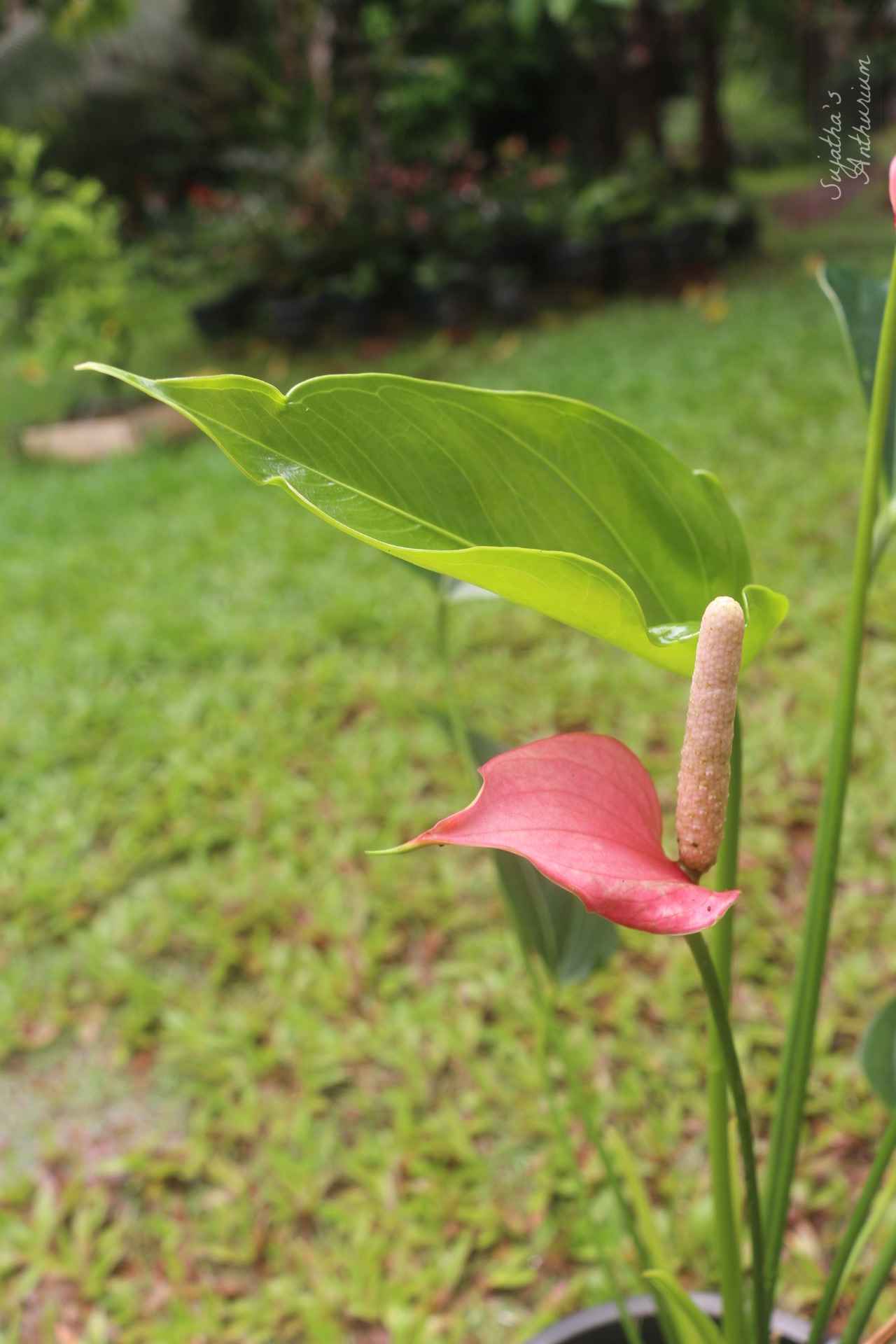 Anthurium variant Pink Ribbon. Flower has a pink ribbon like spathe and a pale pink spadix. main image