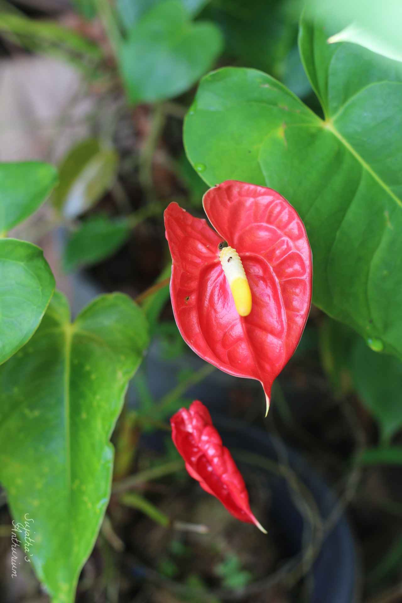 Anthurium variant Red Champion. Flower has a red spathe and a yellow spadix. main image
