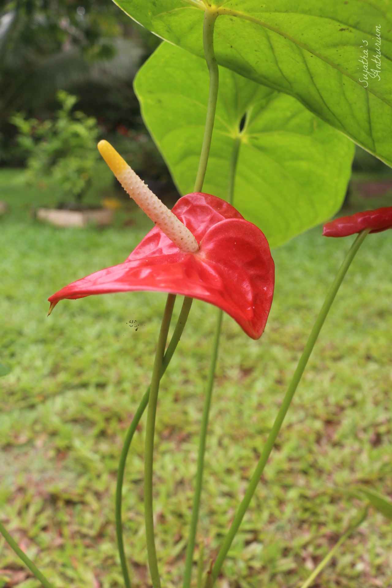Anthurium variant Red Giant. Flower has a large red spathe and a yellow spadix. main image