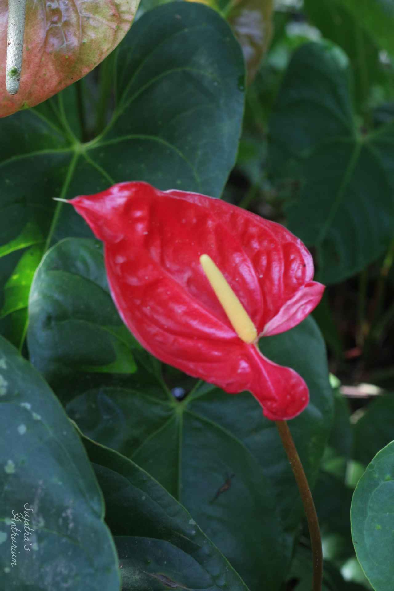 Anthurium variant Red Large I. Flower has a large red spathe and a yellow spadix. main image