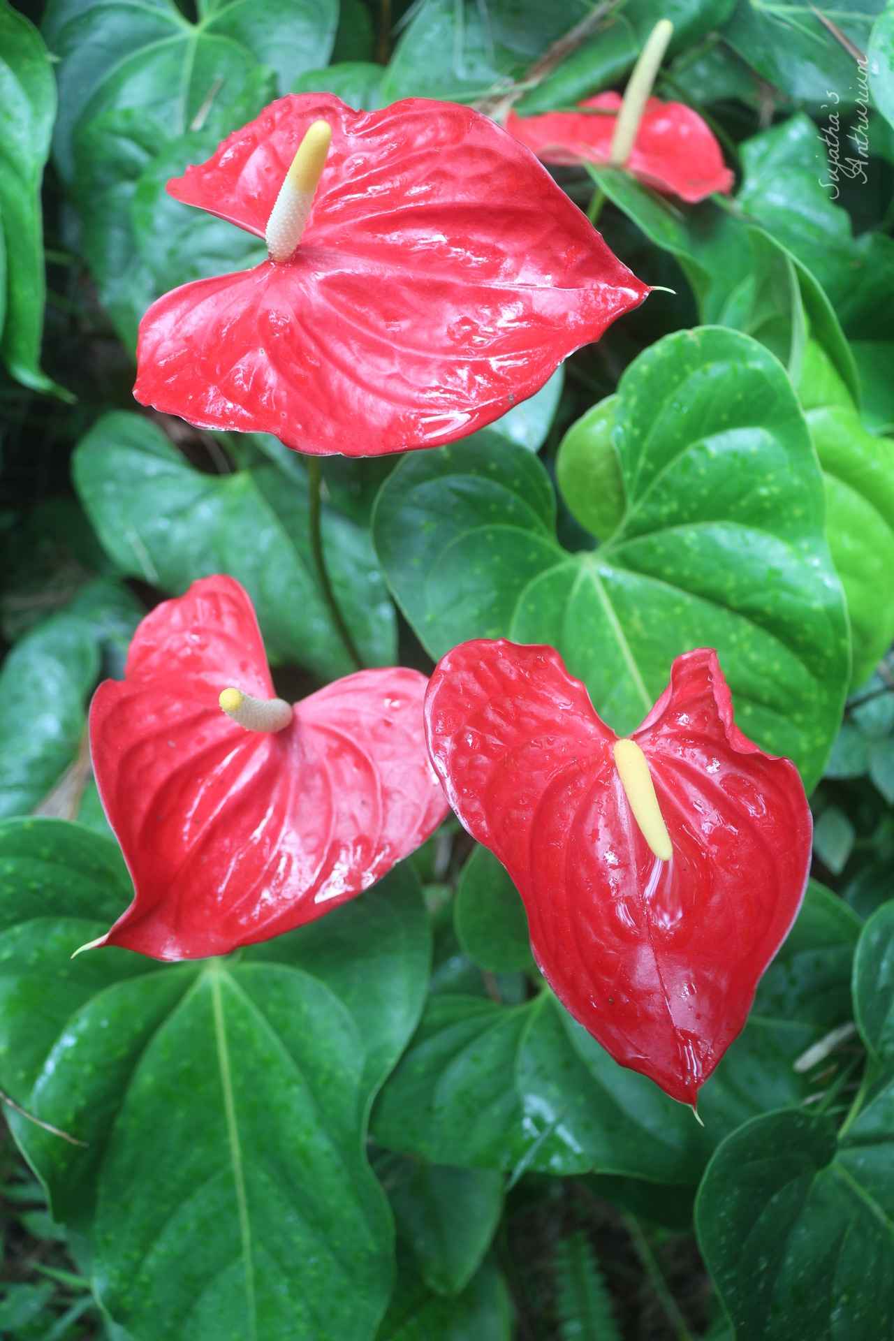 Anthurium variant Red Large I. Flower has a large red spathe and a yellow spadix. image 2