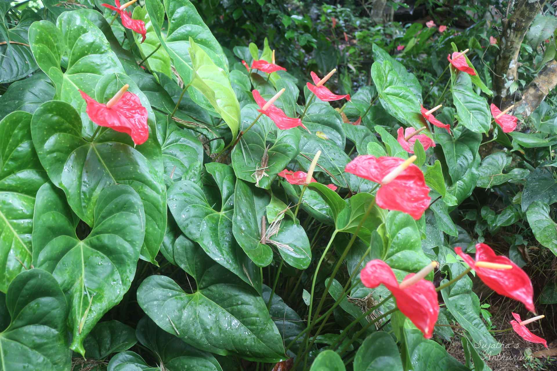Anthurium variant Red Large I. Flower has a large red spathe and a yellow spadix. image 4