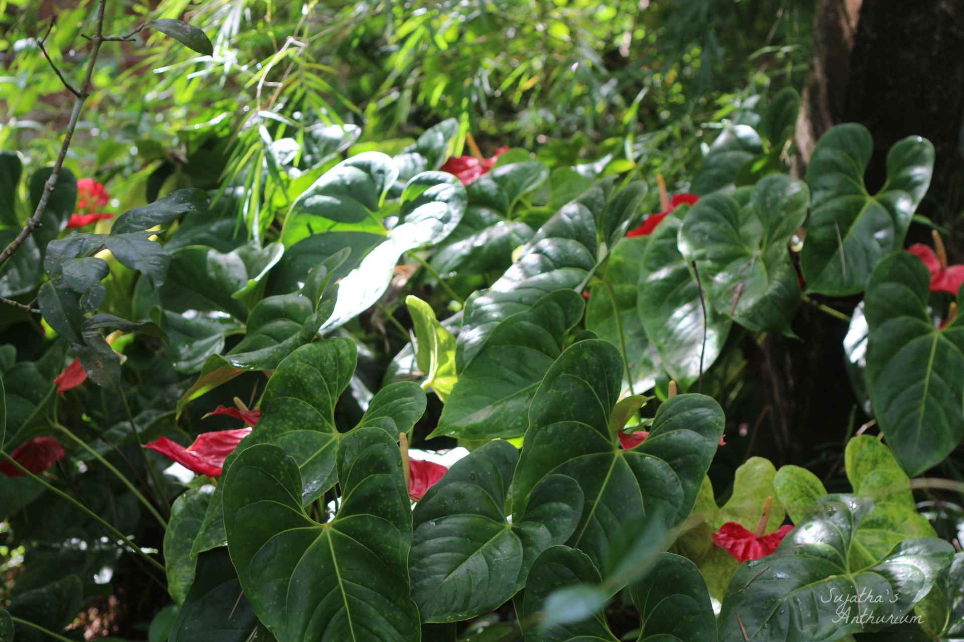 Anthurium variant Red Large I. Flower has a large red spathe and a yellow spadix. image 7