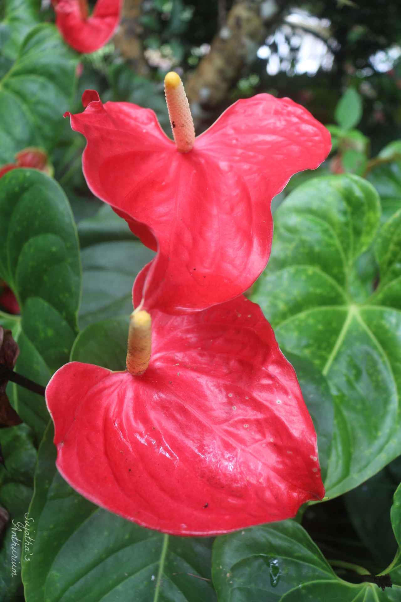 Anthurium variant Red Large I. Flower has a large red spathe and a yellow spadix. image 13