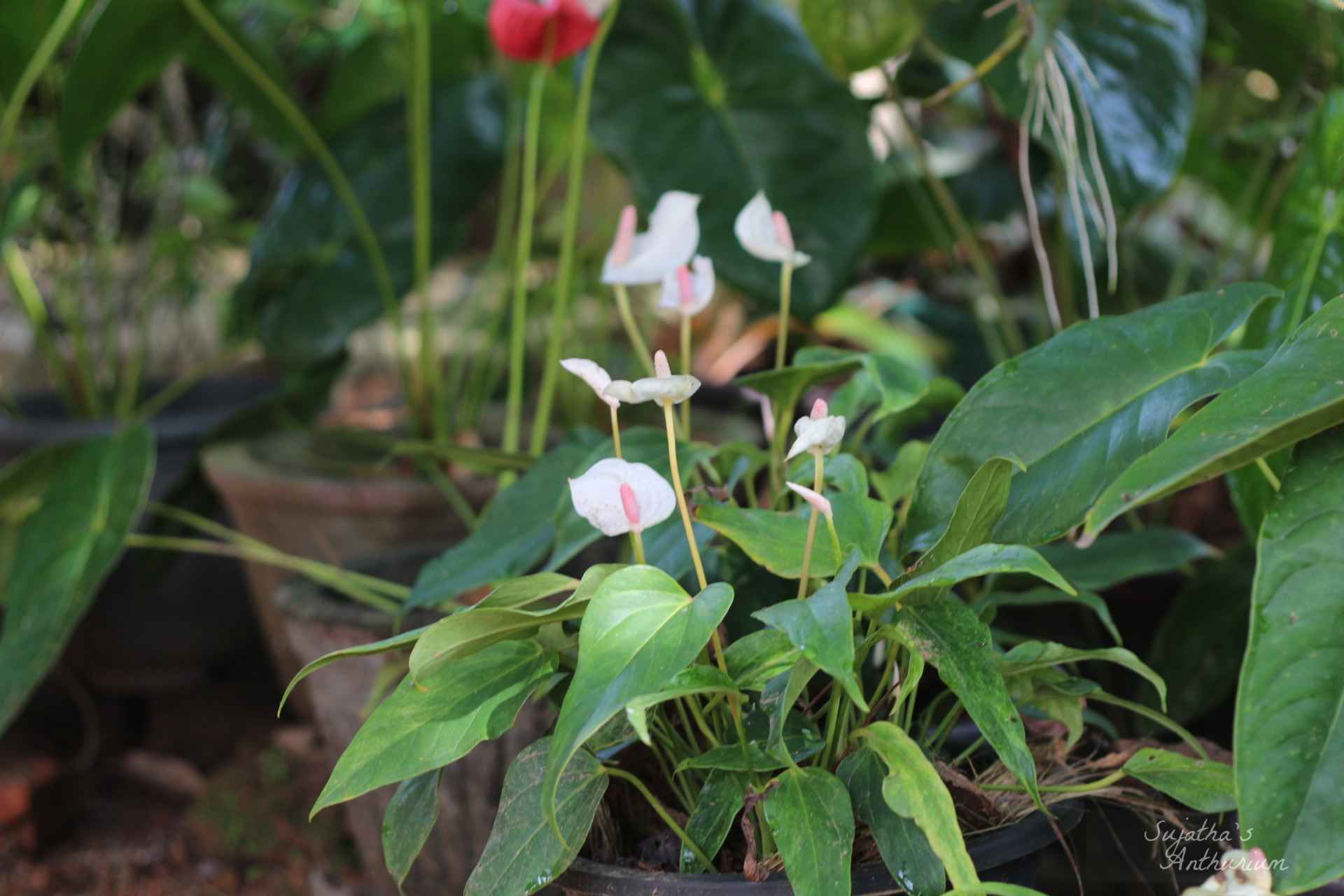 Anthurium variant White Beauty. Flower has a white spathe and a pale purple spadix. main image