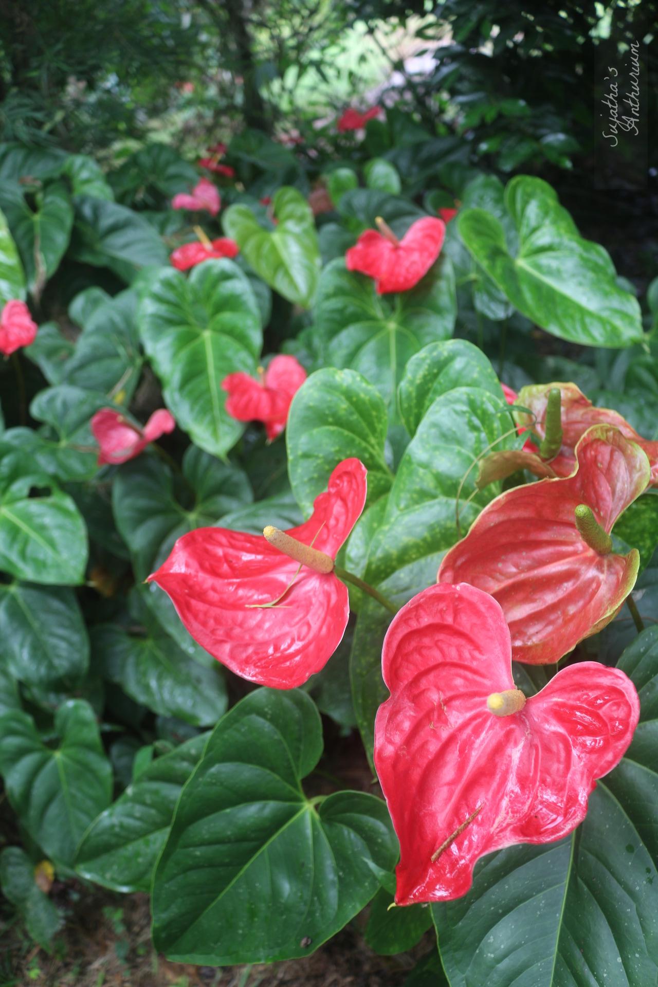 Anthurium variant Red Large I. Flower has a large red spathe and a yellow spadix. image 1