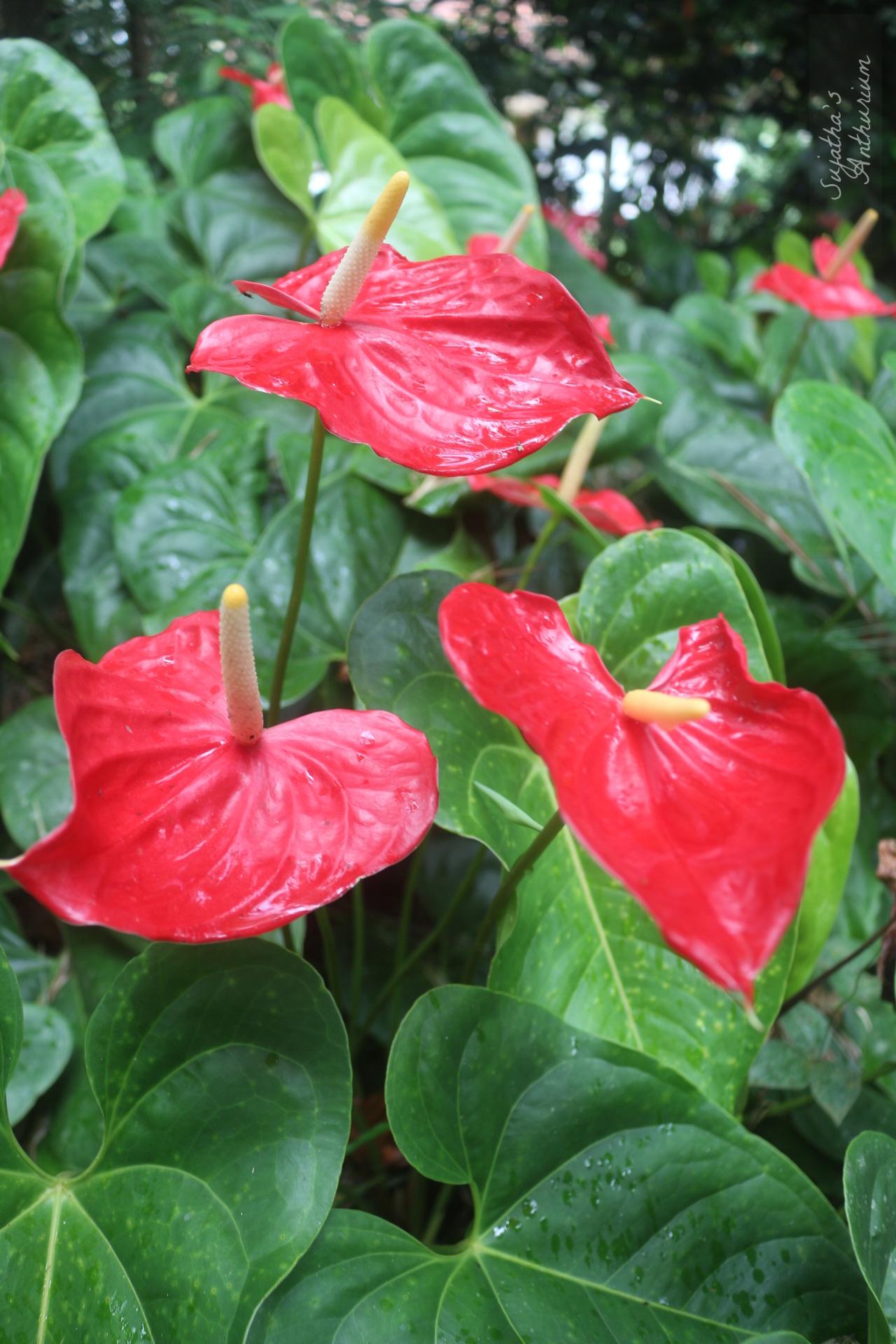 Anthurium variant Red Large I. Flower has a large red spathe and a yellow spadix. image 3