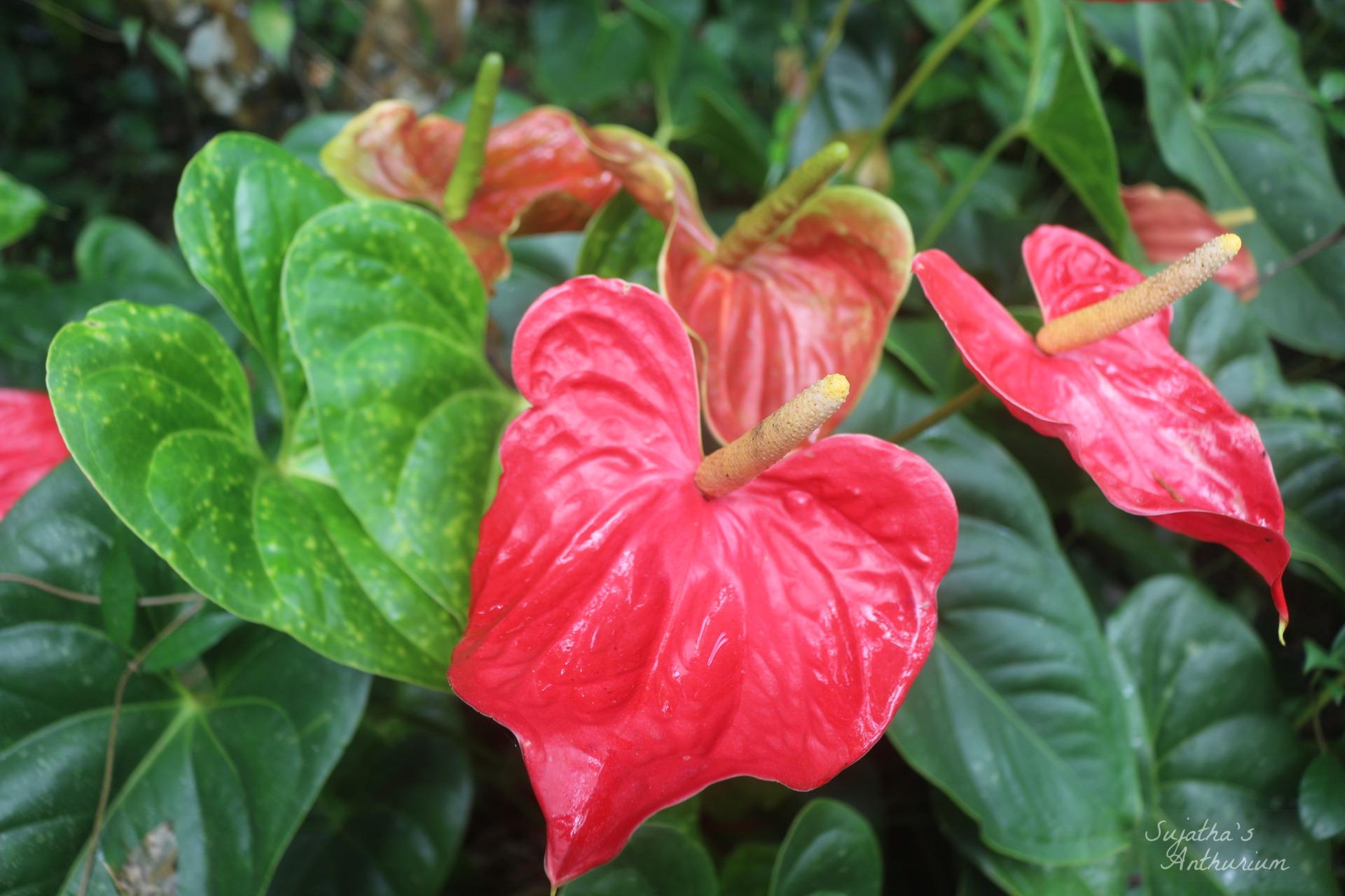 Anthurium variant Red Large I. Flower has a large red spathe and a yellow spadix. image 5