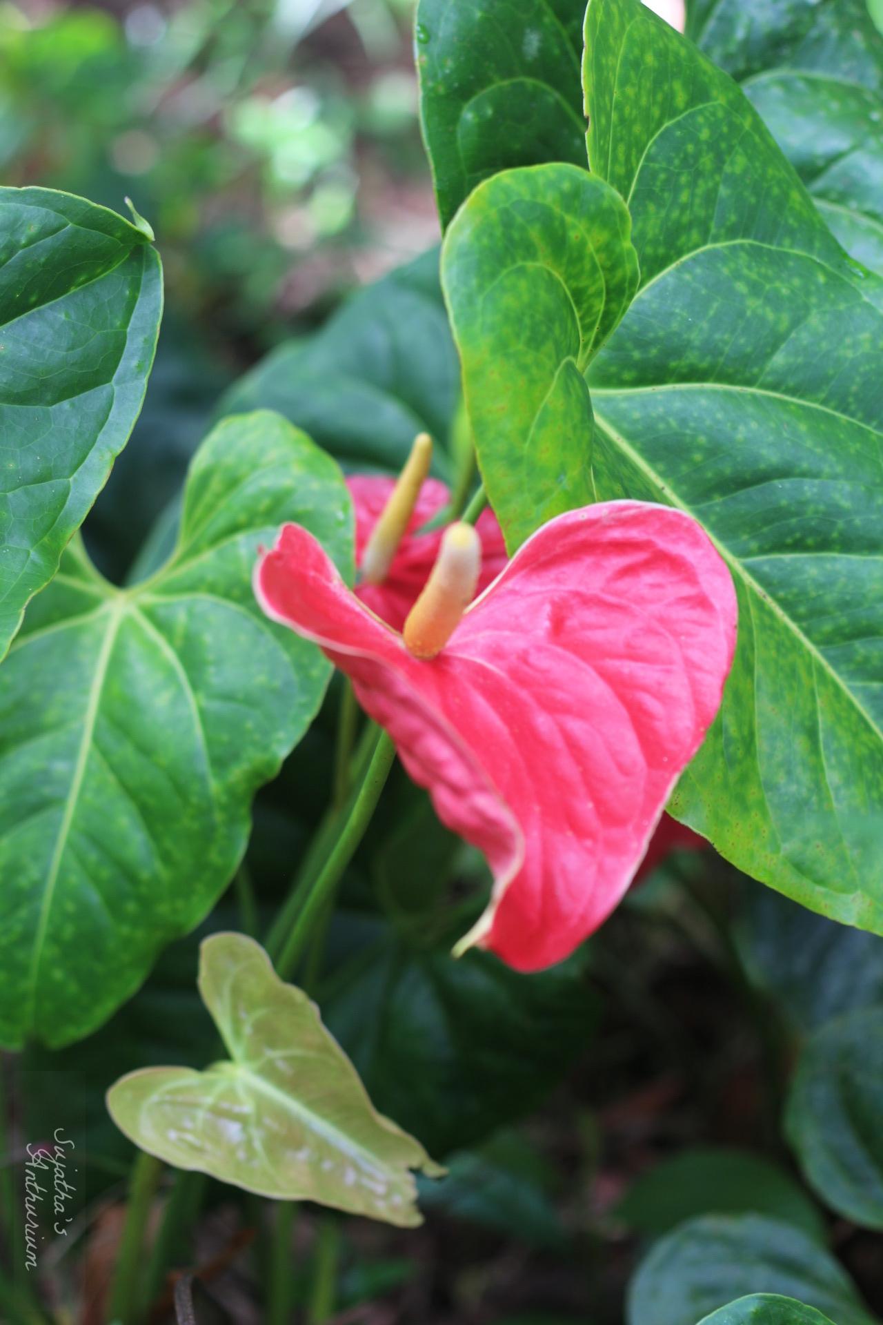 Anthurium variant Red Large I. Flower has a large red spathe and a yellow spadix. image 8