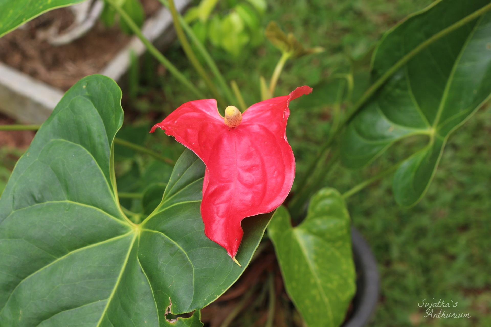 Anthurium variant Red Large I. Flower has a large red spathe and a yellow spadix. image 9