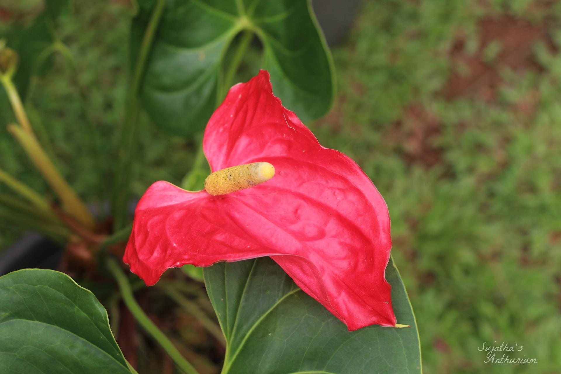 Anthurium variant Red Large I. Flower has a large red spathe and a yellow spadix. image 10