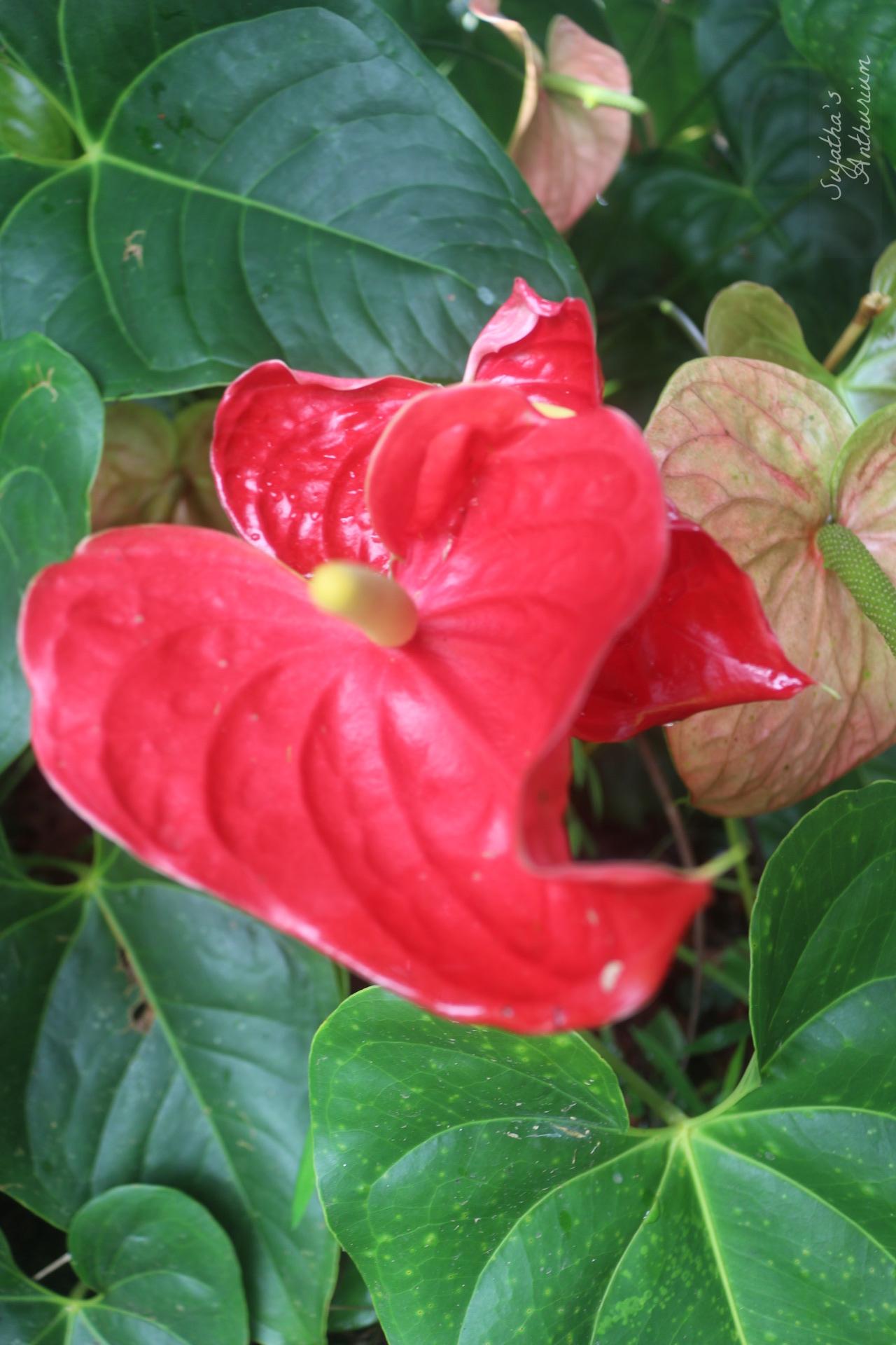 Anthurium variant Red Large I. Flower has a large red spathe and a yellow spadix. image 11