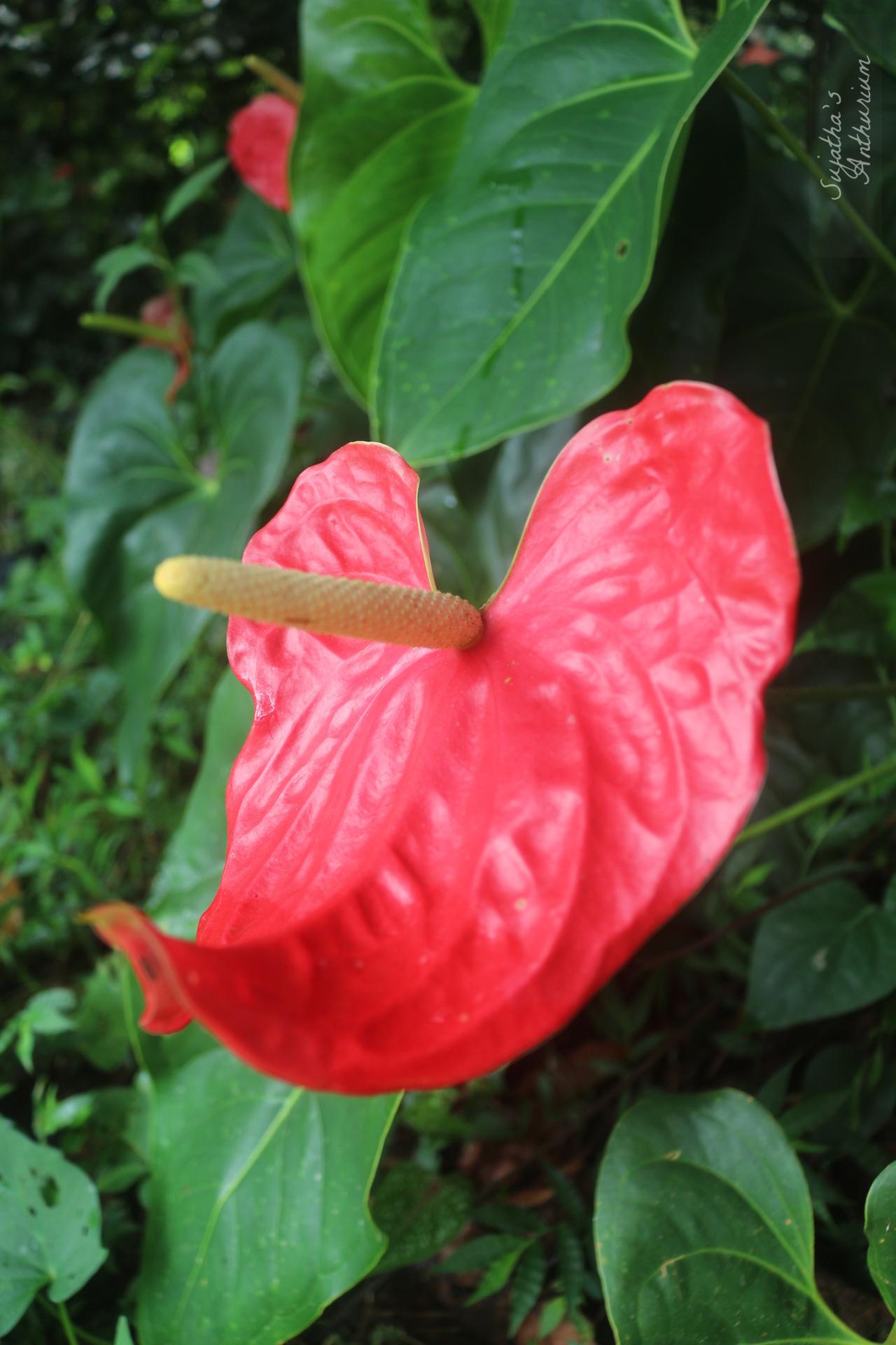 Anthurium variant Red Large I. Flower has a large red spathe and a yellow spadix. image 12